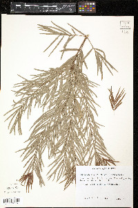 Podocarpus gracilior image