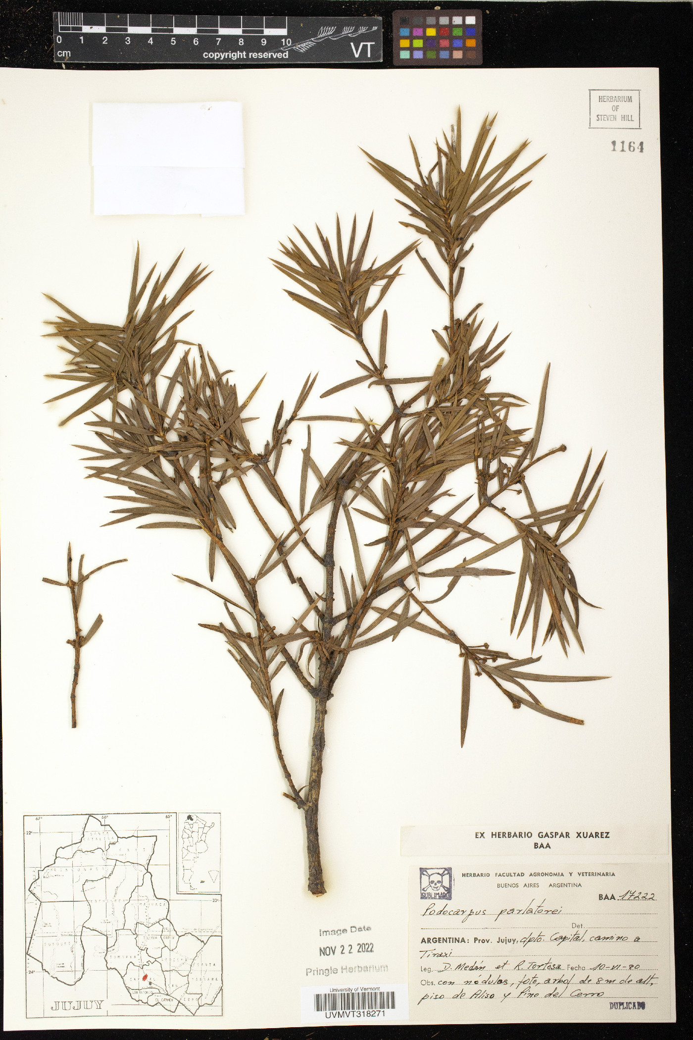 Podocarpus parlatorei image