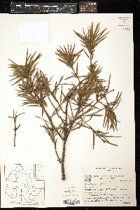 Podocarpus parlatorei image