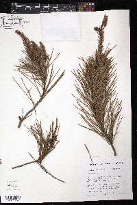 Pinus clausa image