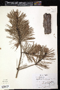 Pinus echinata image