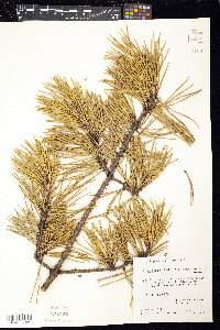 Pinus pungens image