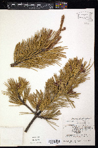 Pinus pungens image