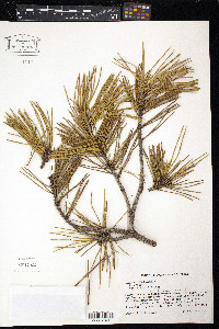 Pinus pungens image