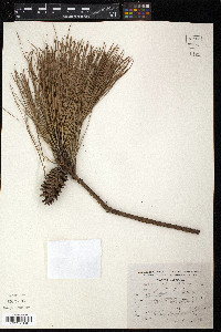 Pinus teocote image