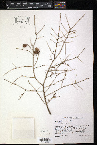 Tsuga canadensis image