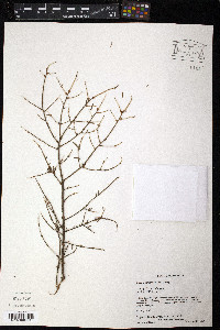 Tsuga heterophylla image