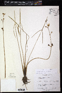 Sagittaria engelmanniana image