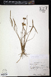 Sagittaria engelmanniana image