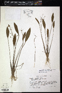 Sagittaria graminea image