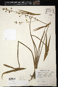 Sagittaria longiloba image