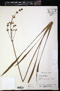 Sagittaria papillosa image