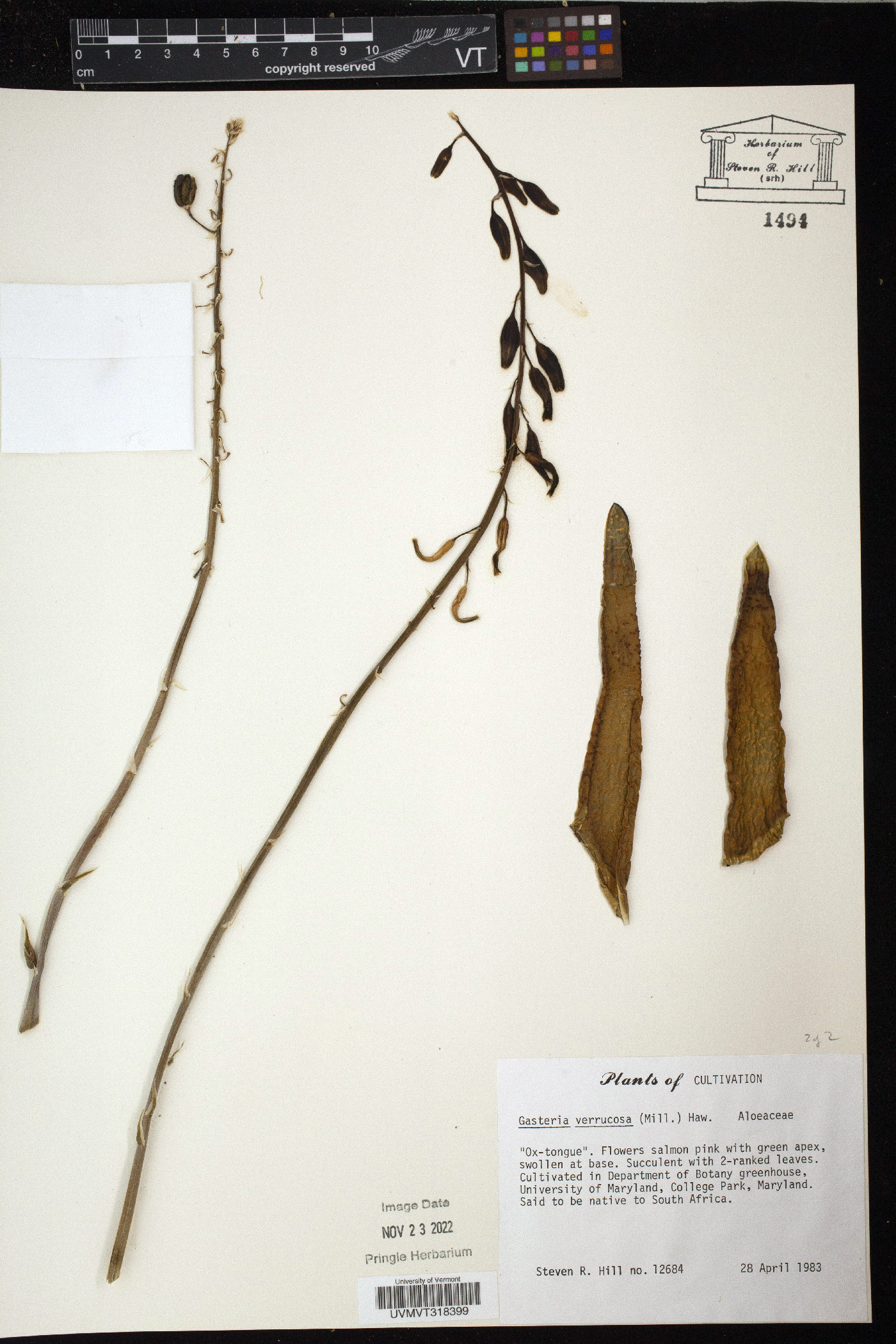 Gasteria verrucosa image