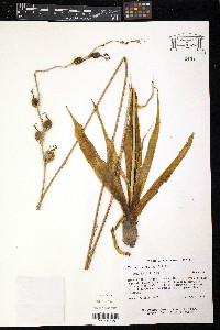 Manfreda virginica image