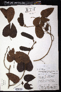 Bauhinia glabra image