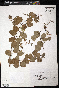 Bauhinia racemosa image