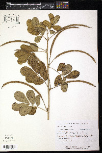 Senna obtusifolia image