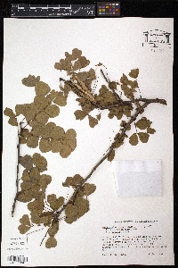 Haematoxylum campechianum image