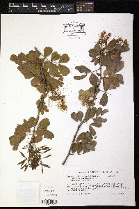 Haematoxylum campechianum image