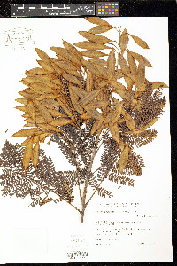 Peltophorum dubium image