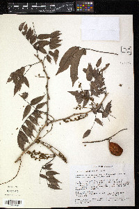 Image of Swartzia angustifoliola