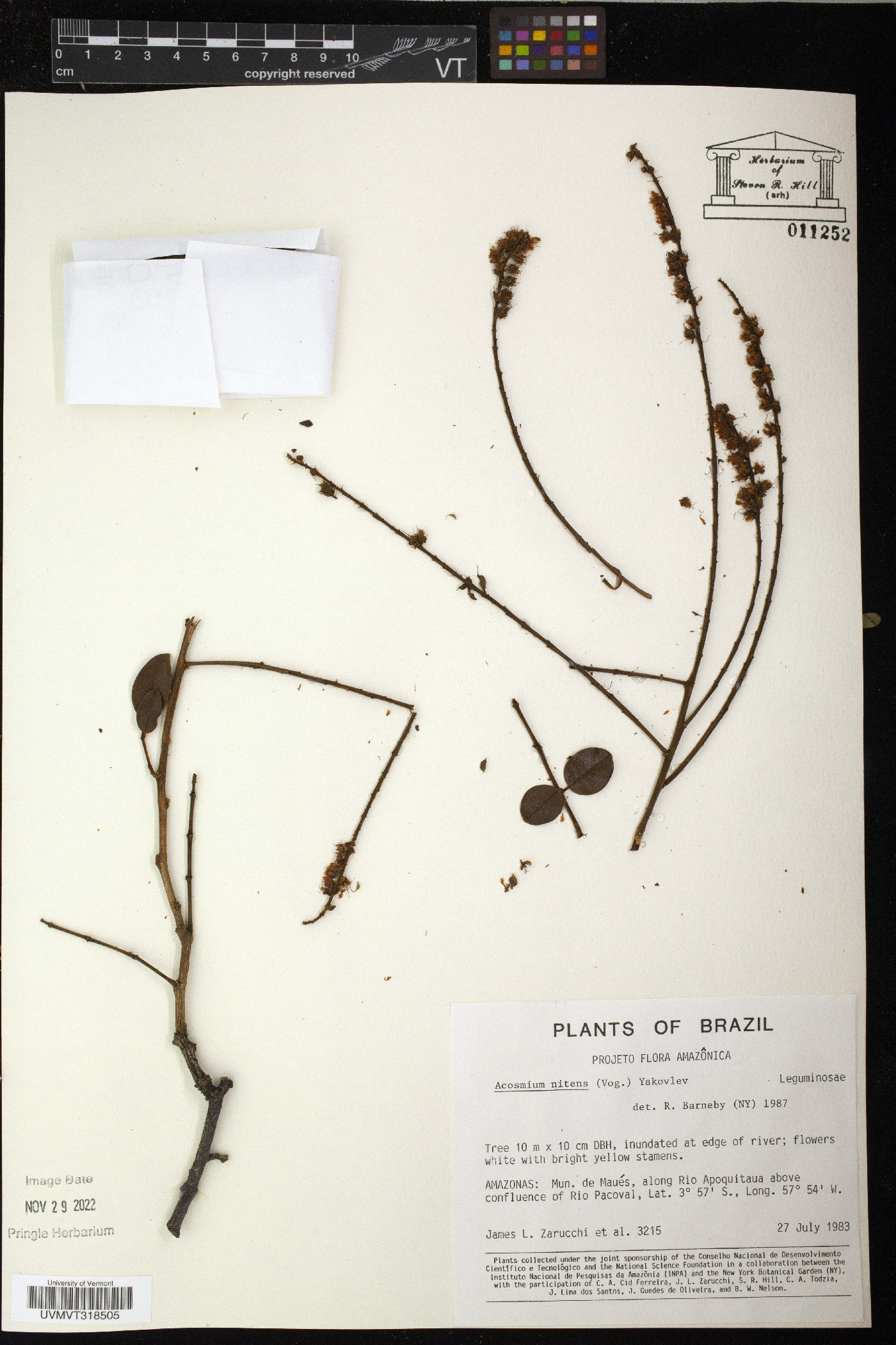 Acosmium nitens image