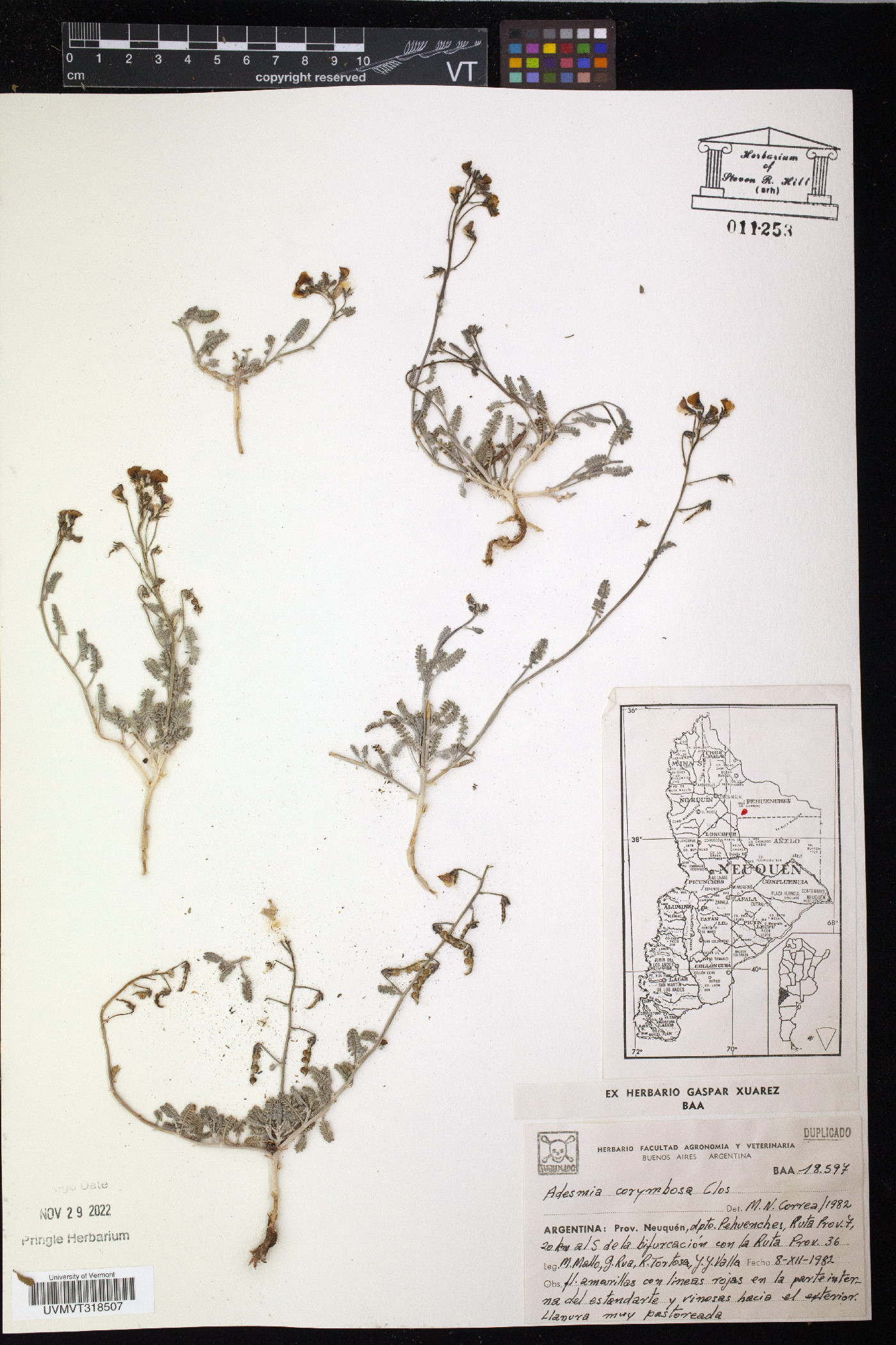 Adesmia corymbosa image