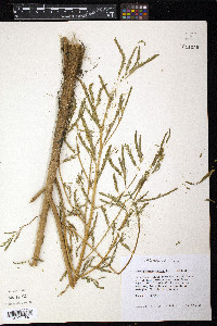 Aeschynomene indica image