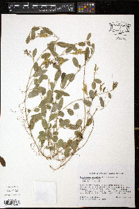 Alysicarpus vaginalis image
