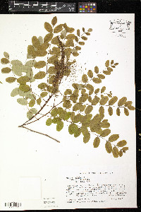 Amorpha glabra image