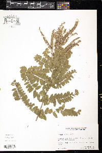 Amorpha herbacea image