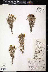 Image of Anarthrophyllum patagonicum