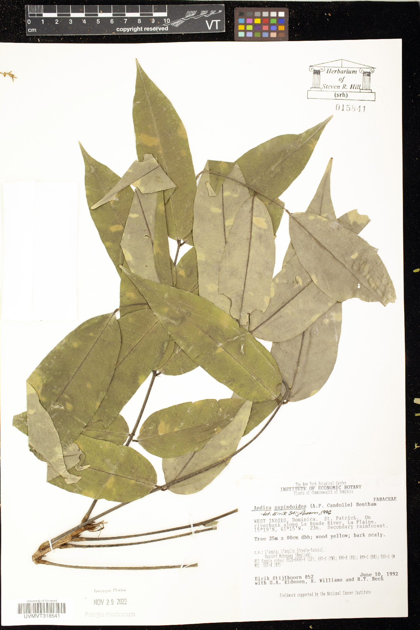 Andira inermis subsp. inermis image