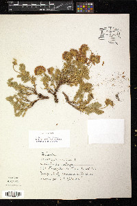Anthyllis montana image