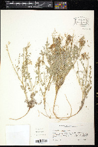 Astragalus amphioxys image