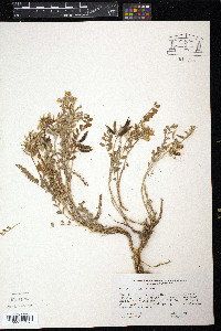 Astragalus cibarius image