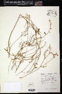 Astragalus flexuosus image