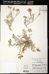 Astragalus missouriensis image