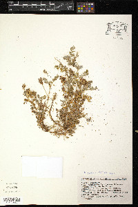 Astragalus purpusii image