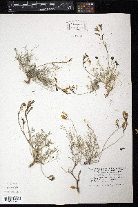 Astragalus subuliformis image