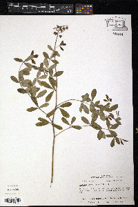 Baptisia alba var. macrophylla image