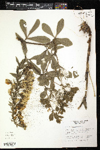 Baptisia bracteata var. laevicaulis image