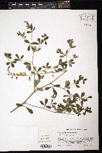 Baptisia serenae image