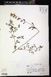 Baptisia serenae image