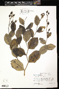 Baptisia simplicifolia image