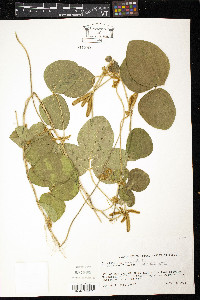 Calopogonium mucunoides image