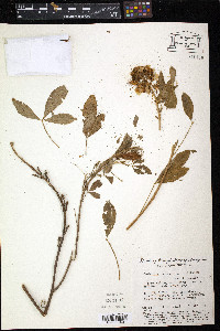 Crotalaria micans image