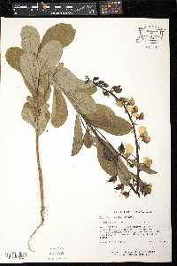 Crotalaria spectabilis image