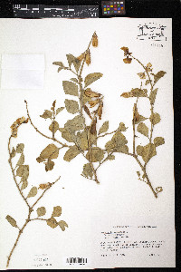 Crotalaria verrucosa image