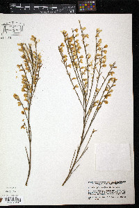 Cytisus multiflorus image